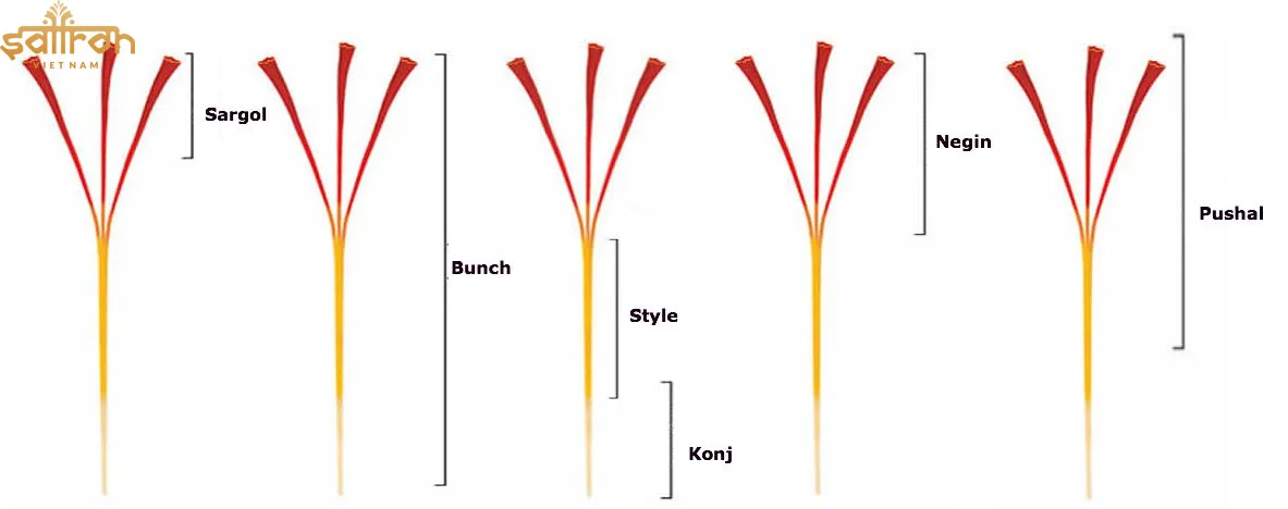 Các loại sợi nhụy hoa nghệ tây