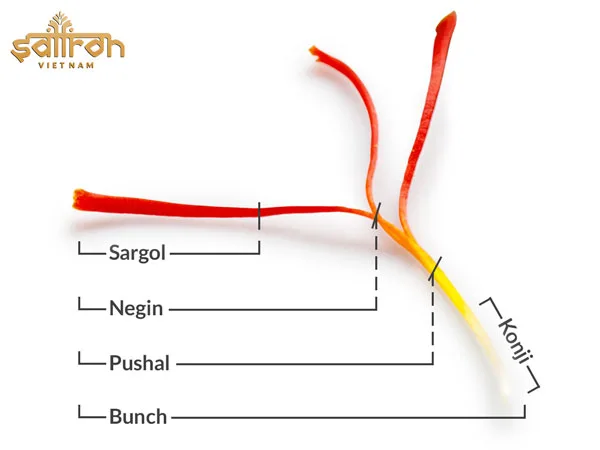 Phân loại saffron dựa trên cách ngắt sợi là cách phân loại định tính phổ biến nhất hiện nay.