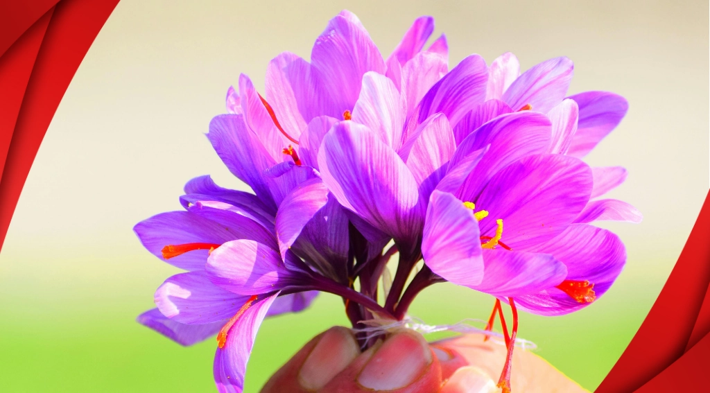 Nhụy hoa nghệ tây saffron mang lại cho người dùng nhiều lợi ích sức khỏe khi sử dụng thường xuyên.